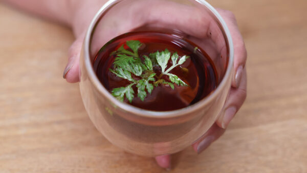 よもぎ茶は毎日飲んでも大丈夫？